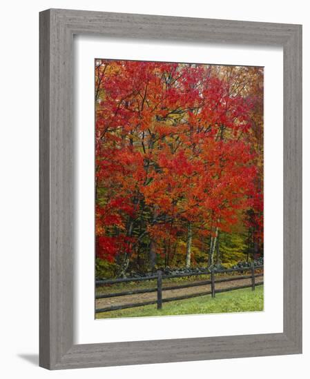 Sugar Maple in Autumn, Twin Ponds Farm, West River Valley, Vermont, USA-Scott T^ Smith-Framed Photographic Print