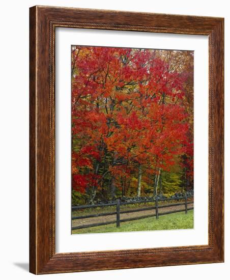 Sugar Maple in Autumn, Twin Ponds Farm, West River Valley, Vermont, USA-Scott T^ Smith-Framed Photographic Print