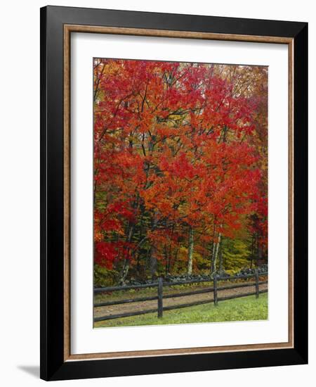 Sugar Maple in Autumn, Twin Ponds Farm, West River Valley, Vermont, USA-Scott T^ Smith-Framed Photographic Print