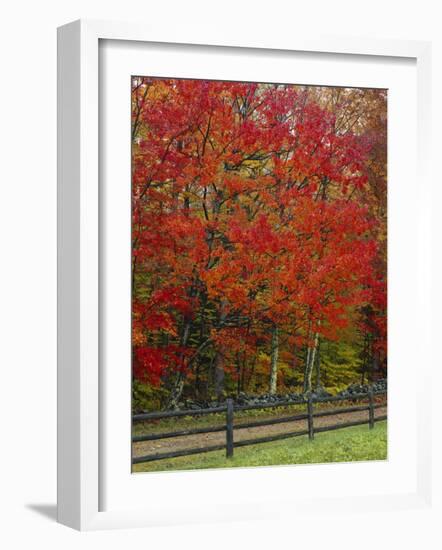 Sugar Maple in Autumn, Twin Ponds Farm, West River Valley, Vermont, USA-Scott T^ Smith-Framed Photographic Print