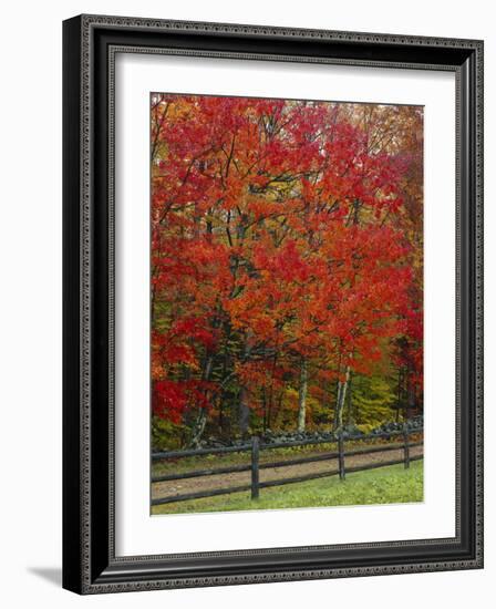 Sugar Maple in Autumn, Twin Ponds Farm, West River Valley, Vermont, USA-Scott T^ Smith-Framed Photographic Print