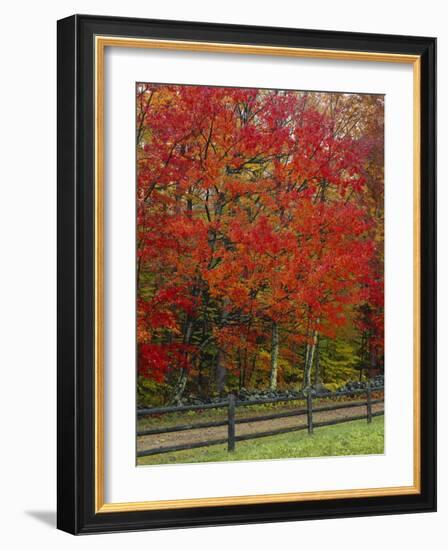 Sugar Maple in Autumn, Twin Ponds Farm, West River Valley, Vermont, USA-Scott T^ Smith-Framed Photographic Print