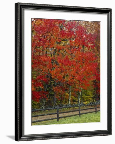 Sugar Maple in Autumn, Twin Ponds Farm, West River Valley, Vermont, USA-Scott T^ Smith-Framed Photographic Print