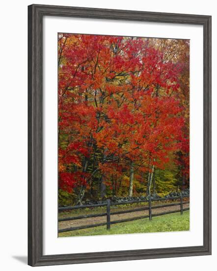 Sugar Maple in Autumn, Twin Ponds Farm, West River Valley, Vermont, USA-Scott T^ Smith-Framed Photographic Print