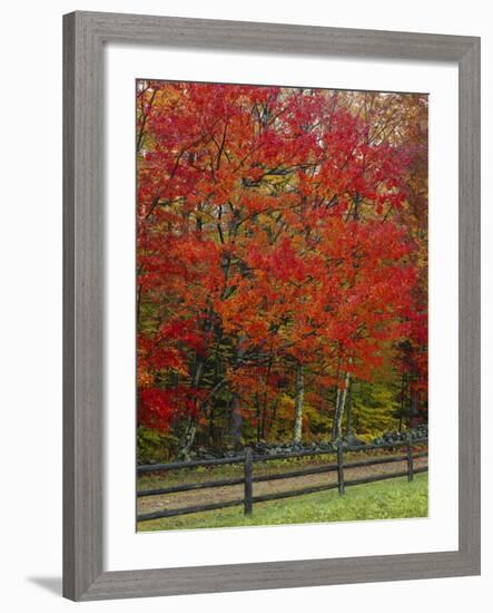 Sugar Maple in Autumn, Twin Ponds Farm, West River Valley, Vermont, USA-Scott T^ Smith-Framed Photographic Print