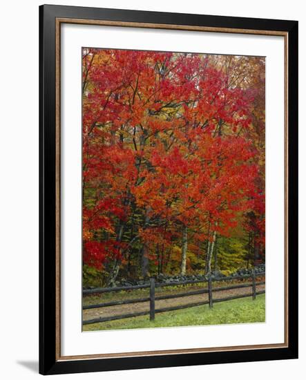 Sugar Maple in Autumn, Twin Ponds Farm, West River Valley, Vermont, USA-Scott T^ Smith-Framed Photographic Print