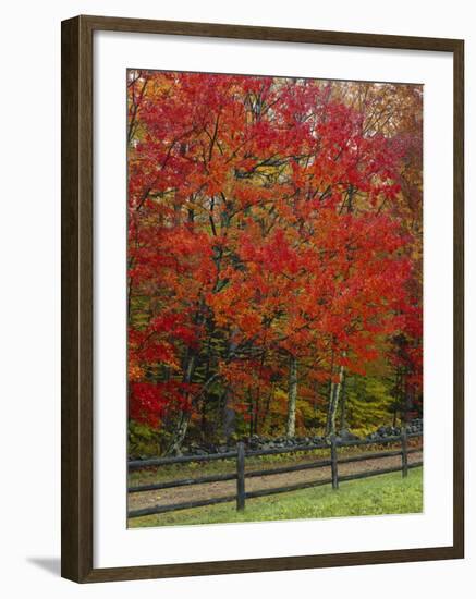 Sugar Maple in Autumn, Twin Ponds Farm, West River Valley, Vermont, USA-Scott T^ Smith-Framed Photographic Print