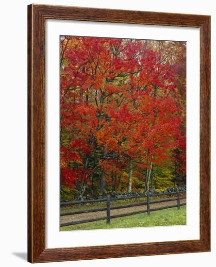 Sugar Maple in Autumn, Twin Ponds Farm, West River Valley, Vermont, USA-Scott T^ Smith-Framed Photographic Print