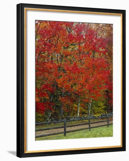 Sugar Maple in Autumn, Twin Ponds Farm, West River Valley, Vermont, USA-Scott T^ Smith-Framed Photographic Print