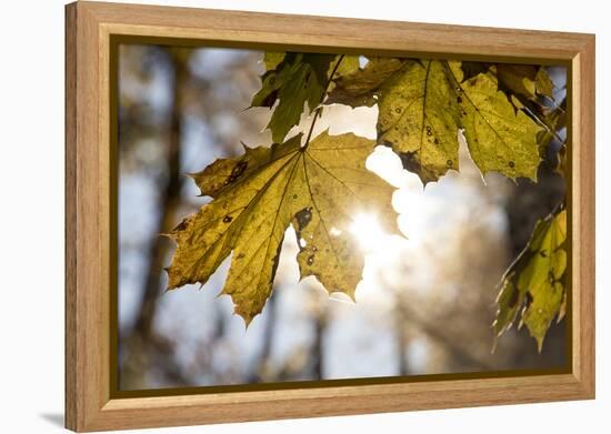 Sugar Maple in Fall, Near Freeport, Maine-Rob Sheppard-Framed Premier Image Canvas