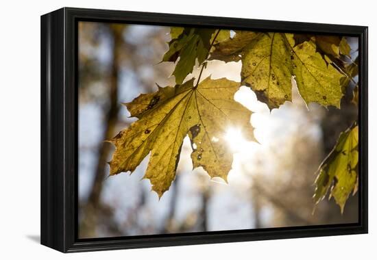 Sugar Maple in Fall, Near Freeport, Maine-Rob Sheppard-Framed Premier Image Canvas