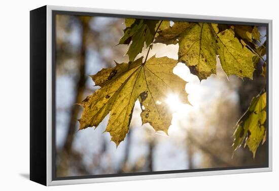 Sugar Maple in Fall, Near Freeport, Maine-Rob Sheppard-Framed Premier Image Canvas