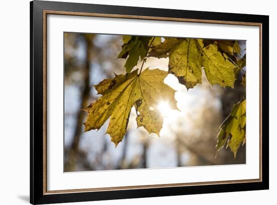 Sugar Maple in Fall, Near Freeport, Maine-Rob Sheppard-Framed Photographic Print