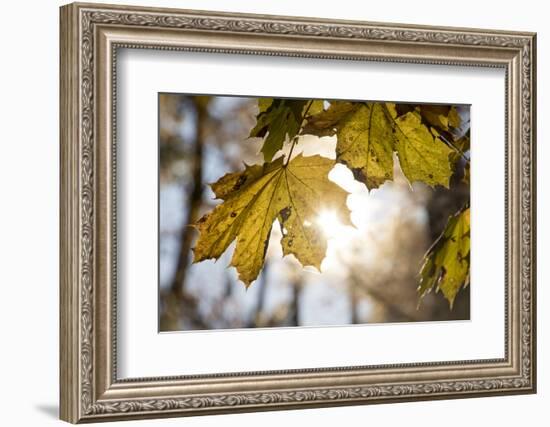 Sugar Maple in Fall, Near Freeport, Maine-Rob Sheppard-Framed Photographic Print