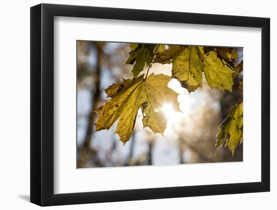 Sugar Maple in Fall, Near Freeport, Maine-Rob Sheppard-Framed Photographic Print