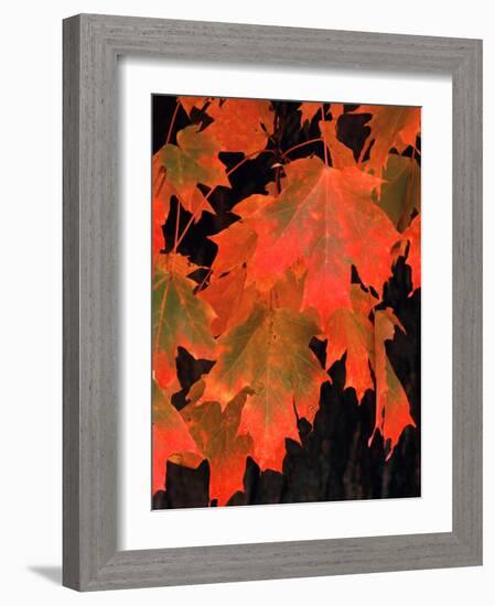 Sugar maple leaves in fall, Vermont, USA-Charles Sleicher-Framed Photographic Print