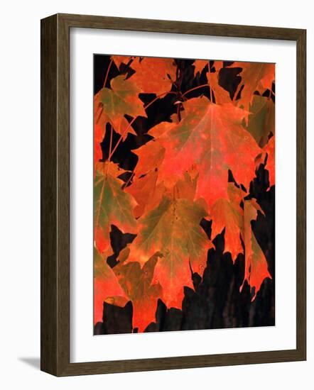 Sugar maple leaves in fall, Vermont, USA-Charles Sleicher-Framed Photographic Print