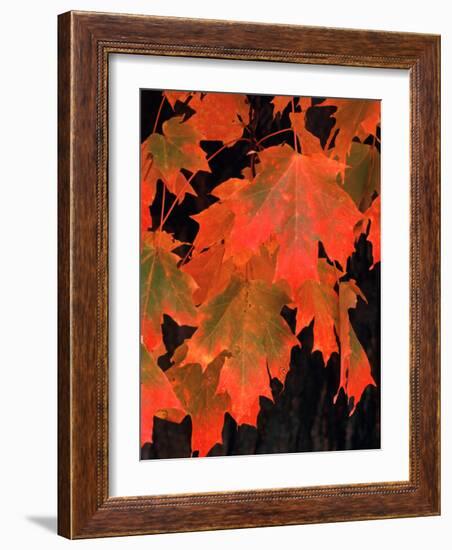 Sugar maple leaves in fall, Vermont, USA-Charles Sleicher-Framed Photographic Print