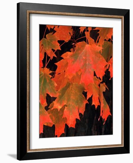 Sugar maple leaves in fall, Vermont, USA-Charles Sleicher-Framed Photographic Print