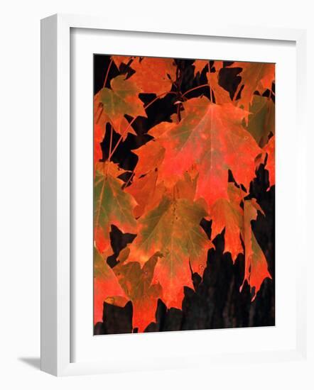Sugar maple leaves in fall, Vermont, USA-Charles Sleicher-Framed Photographic Print