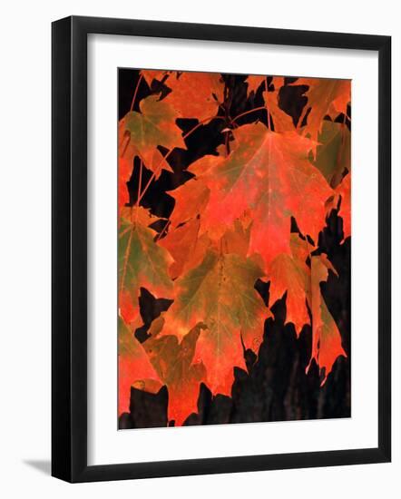 Sugar Maple Leaves in Fall, Vermont, USA-Charles Sleicher-Framed Photographic Print