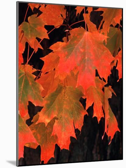 Sugar Maple Leaves in Fall, Vermont, USA-Charles Sleicher-Mounted Photographic Print