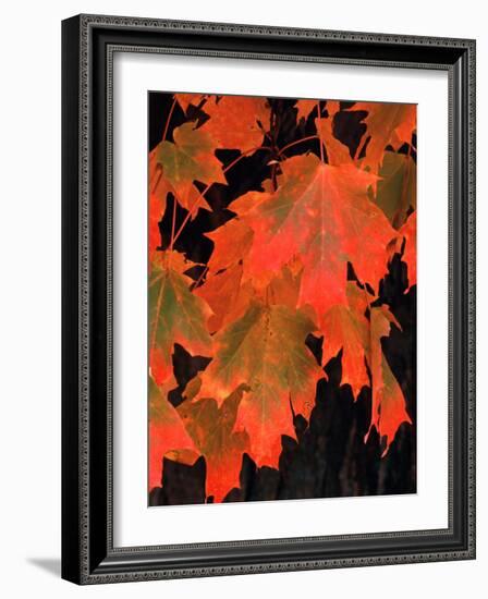 Sugar Maple Leaves in Fall, Vermont, USA-Charles Sleicher-Framed Photographic Print