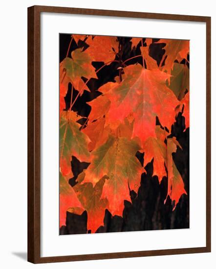 Sugar Maple Leaves in Fall, Vermont, USA-Charles Sleicher-Framed Photographic Print