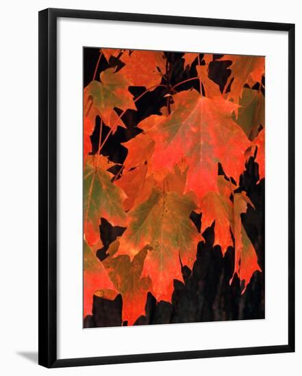 Sugar Maple Leaves in Fall, Vermont, USA-Charles Sleicher-Framed Photographic Print