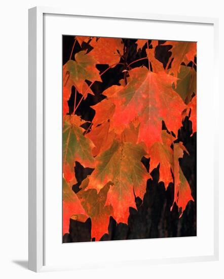 Sugar Maple Leaves in Fall, Vermont, USA-Charles Sleicher-Framed Photographic Print