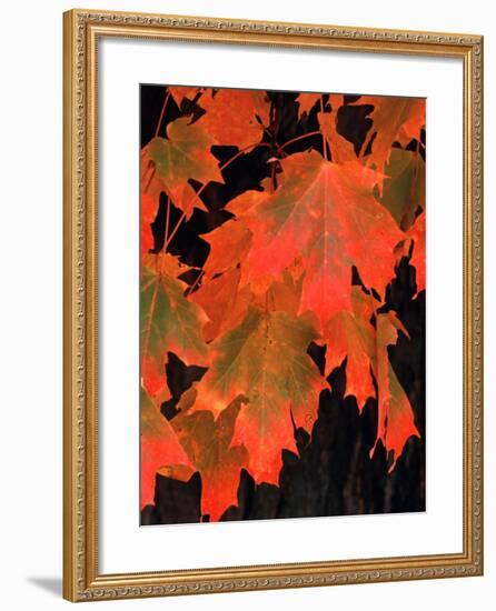 Sugar Maple Leaves in Fall, Vermont, USA-Charles Sleicher-Framed Photographic Print