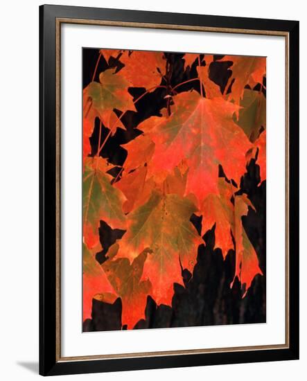 Sugar Maple Leaves in Fall, Vermont, USA-Charles Sleicher-Framed Photographic Print