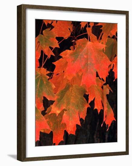 Sugar Maple Leaves in Fall, Vermont, USA-Charles Sleicher-Framed Photographic Print