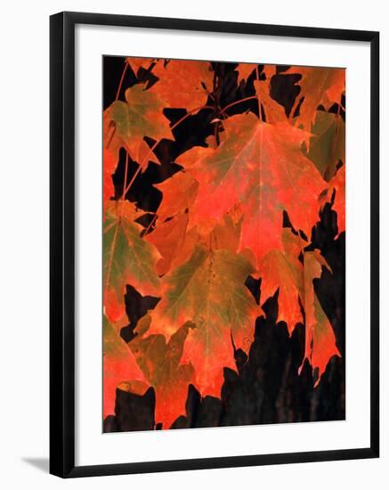 Sugar Maple Leaves in Fall, Vermont, USA-Charles Sleicher-Framed Photographic Print