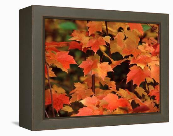 Sugar Maple Leaves in Fall, Vermont, USA-Charles Sleicher-Framed Premier Image Canvas