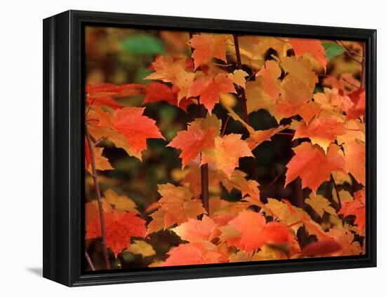 Sugar Maple Leaves in Fall, Vermont, USA-Charles Sleicher-Framed Premier Image Canvas