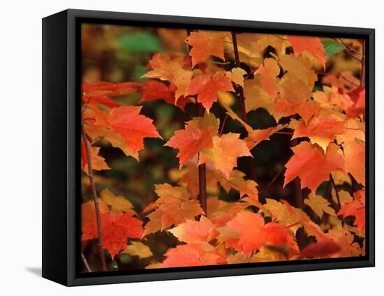Sugar Maple Leaves in Fall, Vermont, USA-Charles Sleicher-Framed Premier Image Canvas