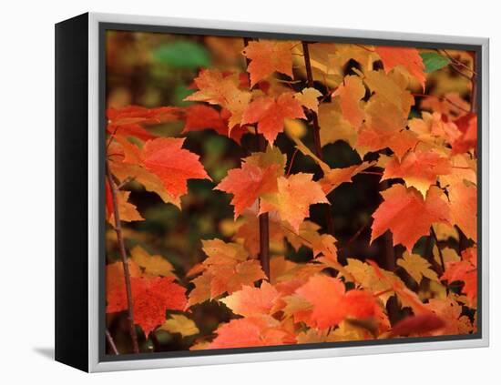 Sugar Maple Leaves in Fall, Vermont, USA-Charles Sleicher-Framed Premier Image Canvas