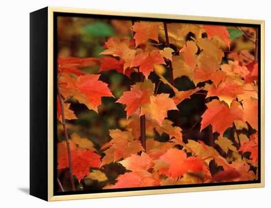 Sugar Maple Leaves in Fall, Vermont, USA-Charles Sleicher-Framed Premier Image Canvas