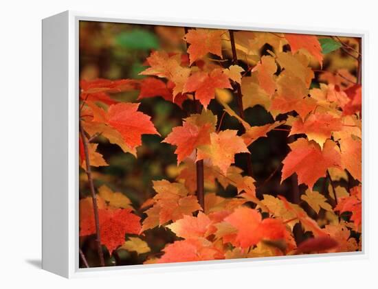 Sugar Maple Leaves in Fall, Vermont, USA-Charles Sleicher-Framed Premier Image Canvas