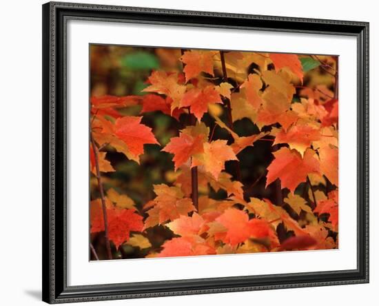 Sugar Maple Leaves in Fall, Vermont, USA-Charles Sleicher-Framed Photographic Print