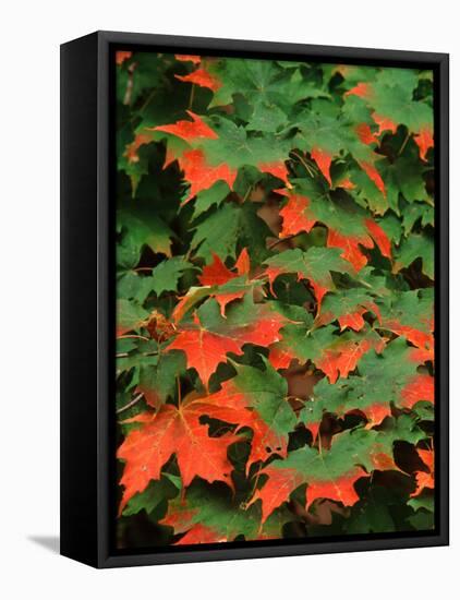 Sugar maple leaves in fall, Vermont, USA-Charles Sleicher-Framed Premier Image Canvas