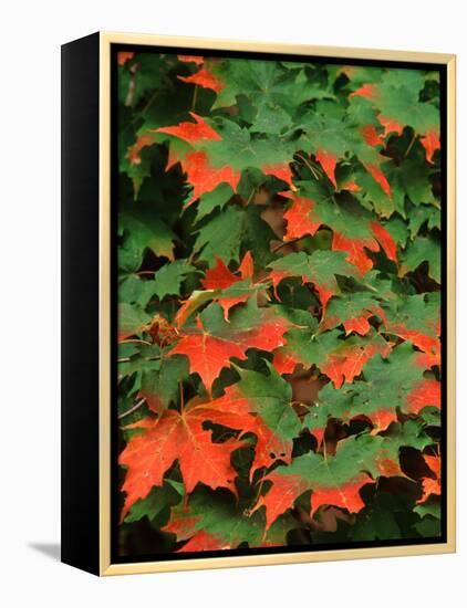 Sugar maple leaves in fall, Vermont, USA-Charles Sleicher-Framed Premier Image Canvas