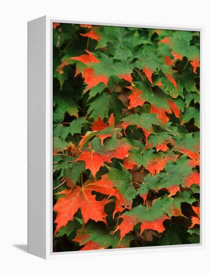 Sugar maple leaves in fall, Vermont, USA-Charles Sleicher-Framed Premier Image Canvas