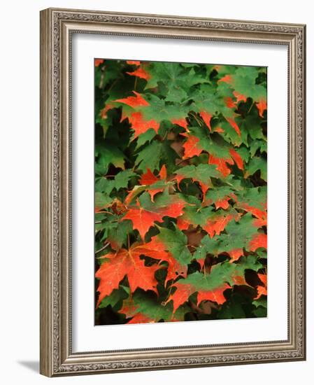 Sugar maple leaves in fall, Vermont, USA-Charles Sleicher-Framed Photographic Print