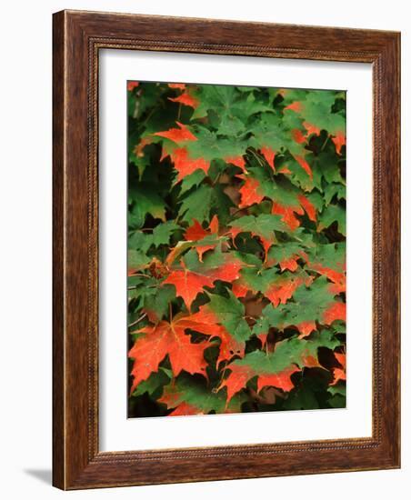 Sugar maple leaves in fall, Vermont, USA-Charles Sleicher-Framed Photographic Print