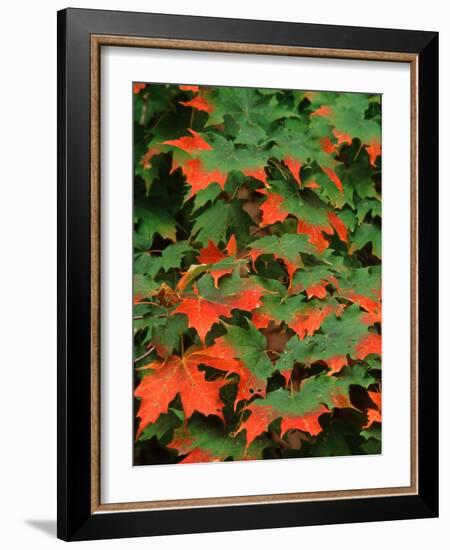 Sugar maple leaves in fall, Vermont, USA-Charles Sleicher-Framed Photographic Print