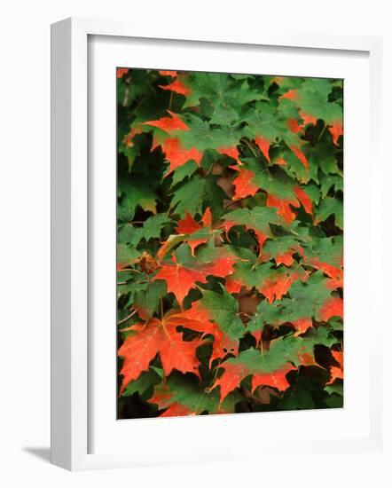 Sugar maple leaves in fall, Vermont, USA-Charles Sleicher-Framed Photographic Print