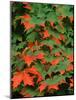 Sugar maple leaves in fall, Vermont, USA-Charles Sleicher-Mounted Photographic Print