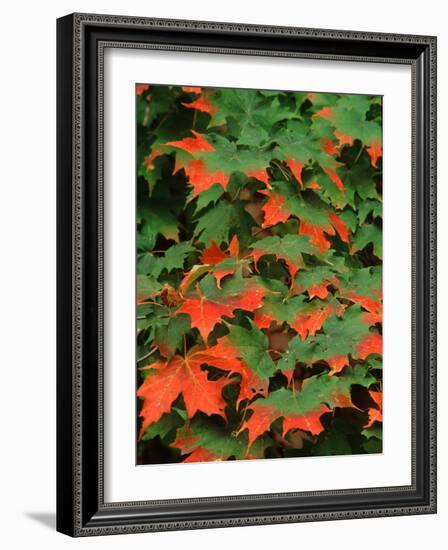 Sugar maple leaves in fall, Vermont, USA-Charles Sleicher-Framed Photographic Print